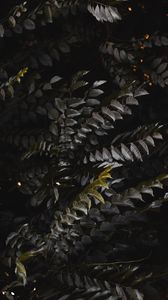 Preview wallpaper leaves, plant, branches, bush, dark