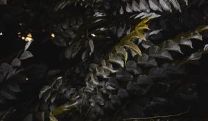 Preview wallpaper leaves, plant, branches, bush, dark
