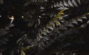 Preview wallpaper leaves, plant, branches, bush, dark