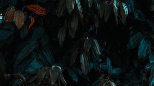 Preview wallpaper leaves, plant, branches, dark, green