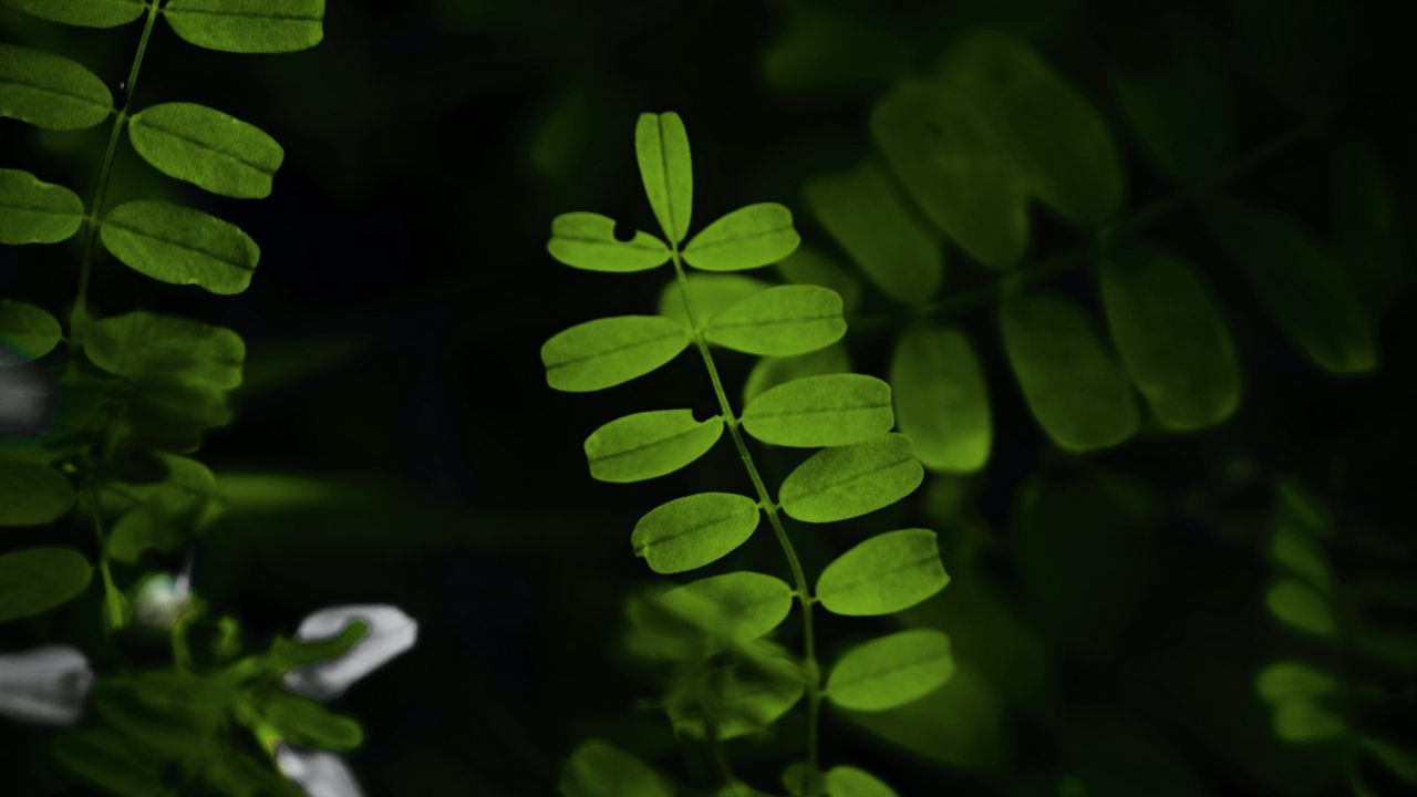 Wallpaper leaves, plant, branches, bush hd, picture, image