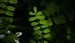 Preview wallpaper leaves, plant, branches, bush