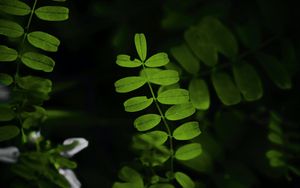 Preview wallpaper leaves, plant, branches, bush