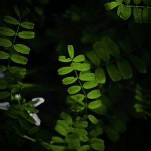 Preview wallpaper leaves, plant, branches, bush