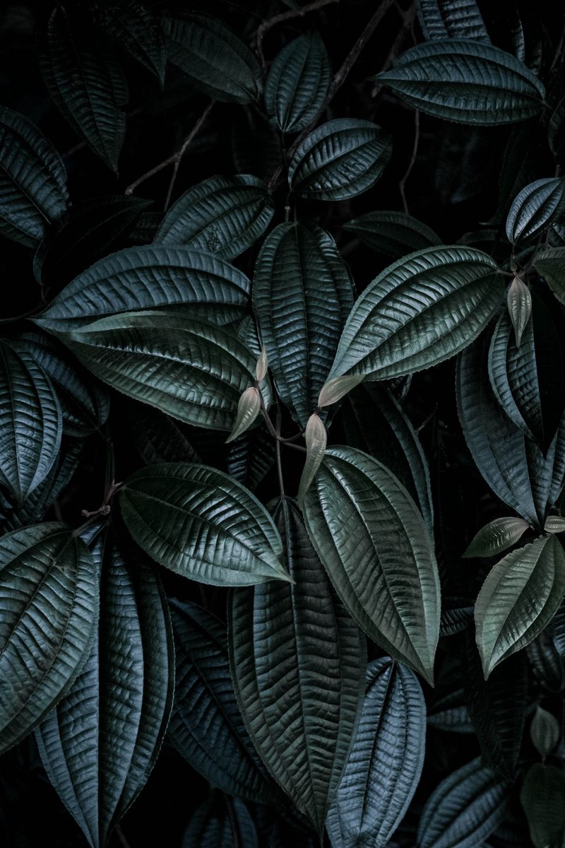 Download wallpaper 800x1200 leaves, plant, branches, dark iphone 4s/4 ...