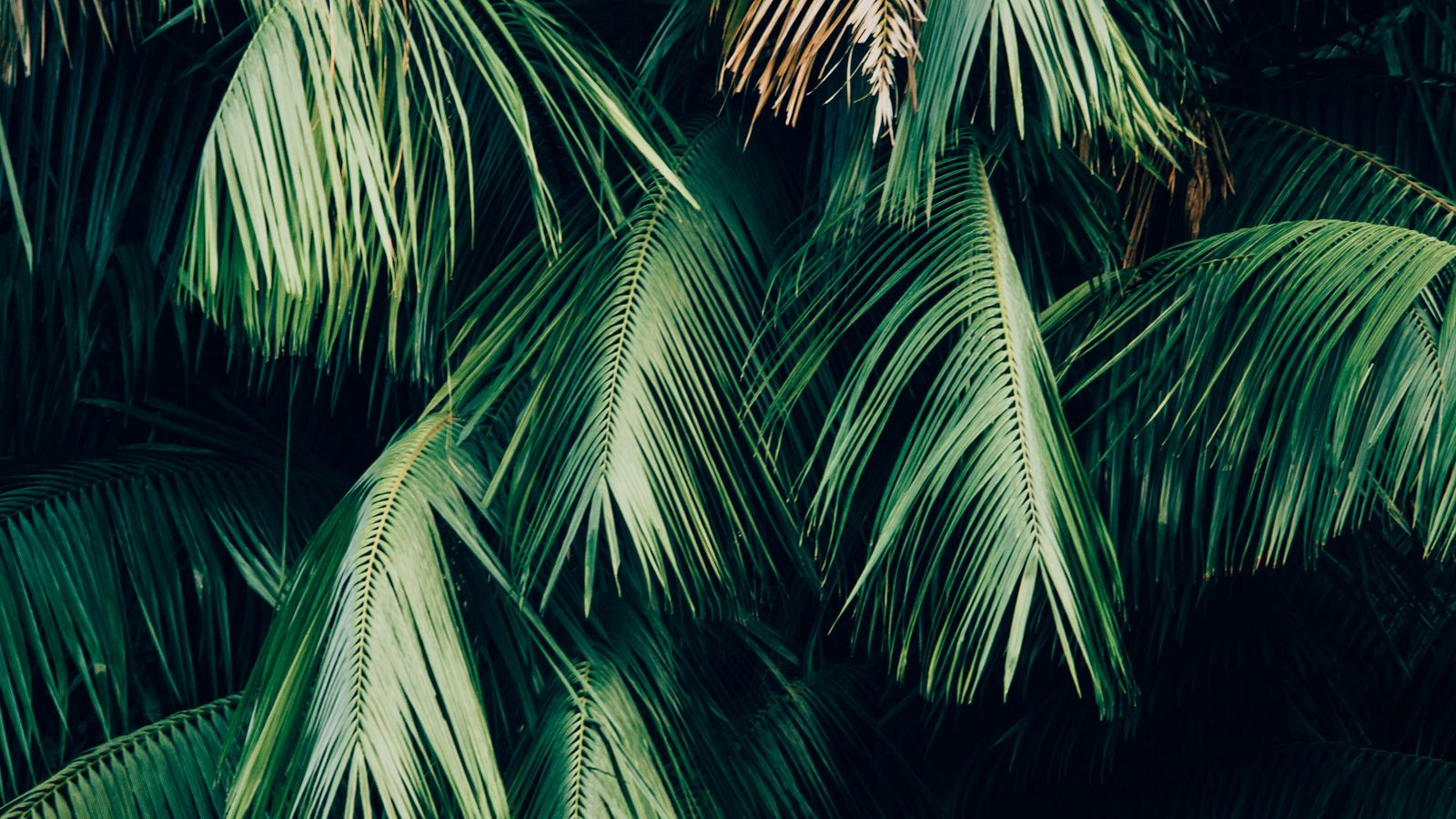 Download Wallpaper 1600x900 Leaves Plant Branches Green Brown 