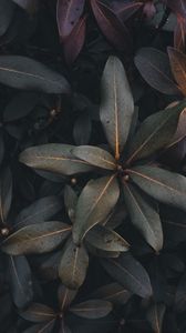 Preview wallpaper leaves, plant, bush, green, gray, dark