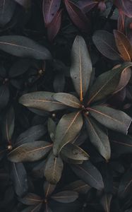 Preview wallpaper leaves, plant, bush, green, gray, dark