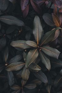 Preview wallpaper leaves, plant, bush, green, gray, dark