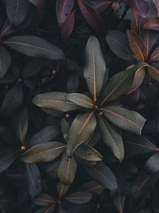 Preview wallpaper leaves, plant, bush, green, gray, dark