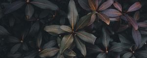 Preview wallpaper leaves, plant, bush, green, gray, dark