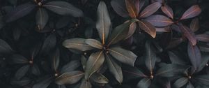 Preview wallpaper leaves, plant, bush, green, gray, dark