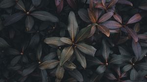 Preview wallpaper leaves, plant, bush, green, gray, dark