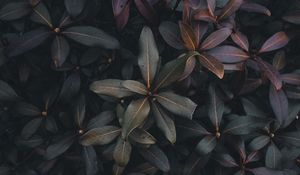 Preview wallpaper leaves, plant, bush, green, gray, dark