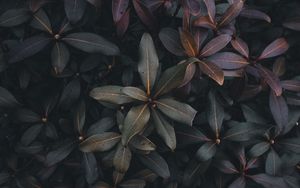 Preview wallpaper leaves, plant, bush, green, gray, dark
