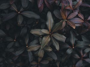 Preview wallpaper leaves, plant, bush, green, gray, dark