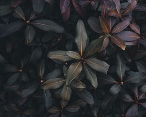 Preview wallpaper leaves, plant, bush, green, gray, dark