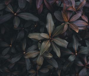 Preview wallpaper leaves, plant, bush, green, gray, dark