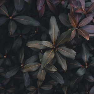 Preview wallpaper leaves, plant, bush, green, gray, dark