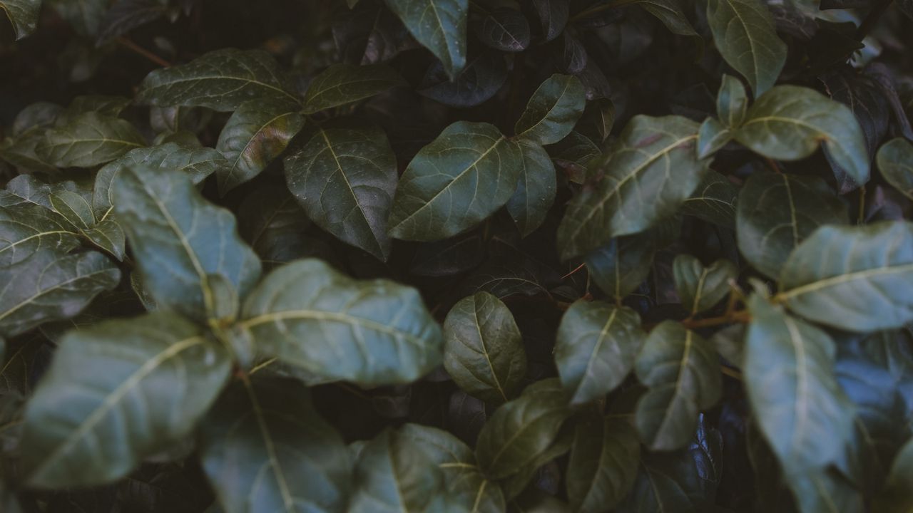 Wallpaper leaves, plant, bush, green