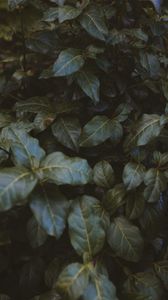 Preview wallpaper leaves, plant, bush, green