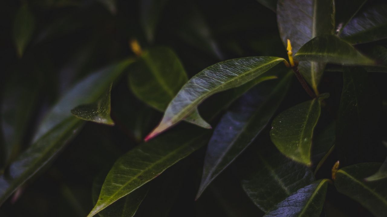 Wallpaper leaves, plant, bush, dark