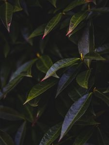 Preview wallpaper leaves, plant, bush, dark