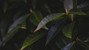 Preview wallpaper leaves, plant, bush, dark