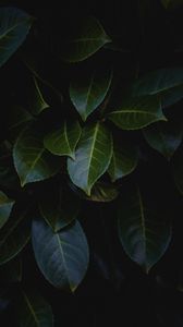 Preview wallpaper leaves, plant, bush, glossy, dark
