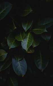 Preview wallpaper leaves, plant, bush, glossy, dark