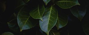 Preview wallpaper leaves, plant, bush, glossy, dark