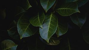 Preview wallpaper leaves, plant, bush, glossy, dark