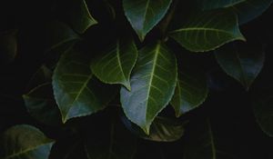 Preview wallpaper leaves, plant, bush, glossy, dark