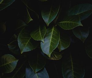 Preview wallpaper leaves, plant, bush, glossy, dark