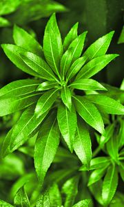 Preview wallpaper leaves, plant, bush, macro