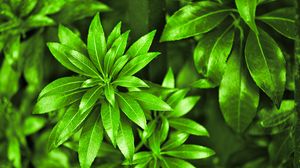 Preview wallpaper leaves, plant, bush, macro