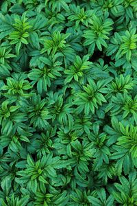 Preview wallpaper leaves, plant, bushes