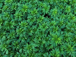 Preview wallpaper leaves, plant, bushes