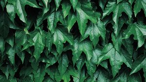 Preview wallpaper leaves, plant, bushes, green