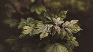 Preview wallpaper leaves, plant, bushes, glossy