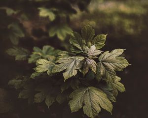 Preview wallpaper leaves, plant, bushes, glossy