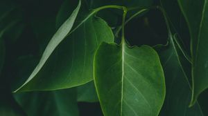 Preview wallpaper leaves, plant, bushes, dark