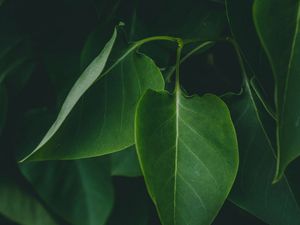 Preview wallpaper leaves, plant, bushes, dark