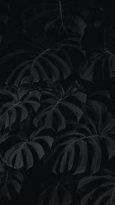 Preview wallpaper leaves, plant, bw