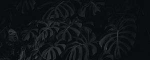 Preview wallpaper leaves, plant, bw