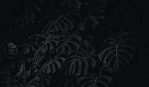 Preview wallpaper leaves, plant, bw
