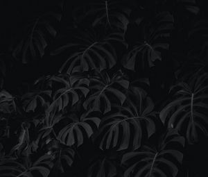 Preview wallpaper leaves, plant, bw