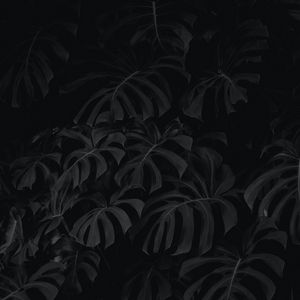 Preview wallpaper leaves, plant, bw