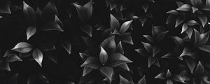 Preview wallpaper leaves, plant, bw, bushes