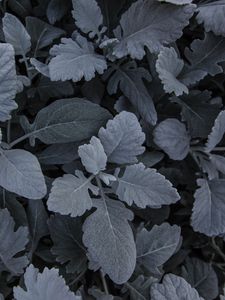 Preview wallpaper leaves, plant, carved, gray